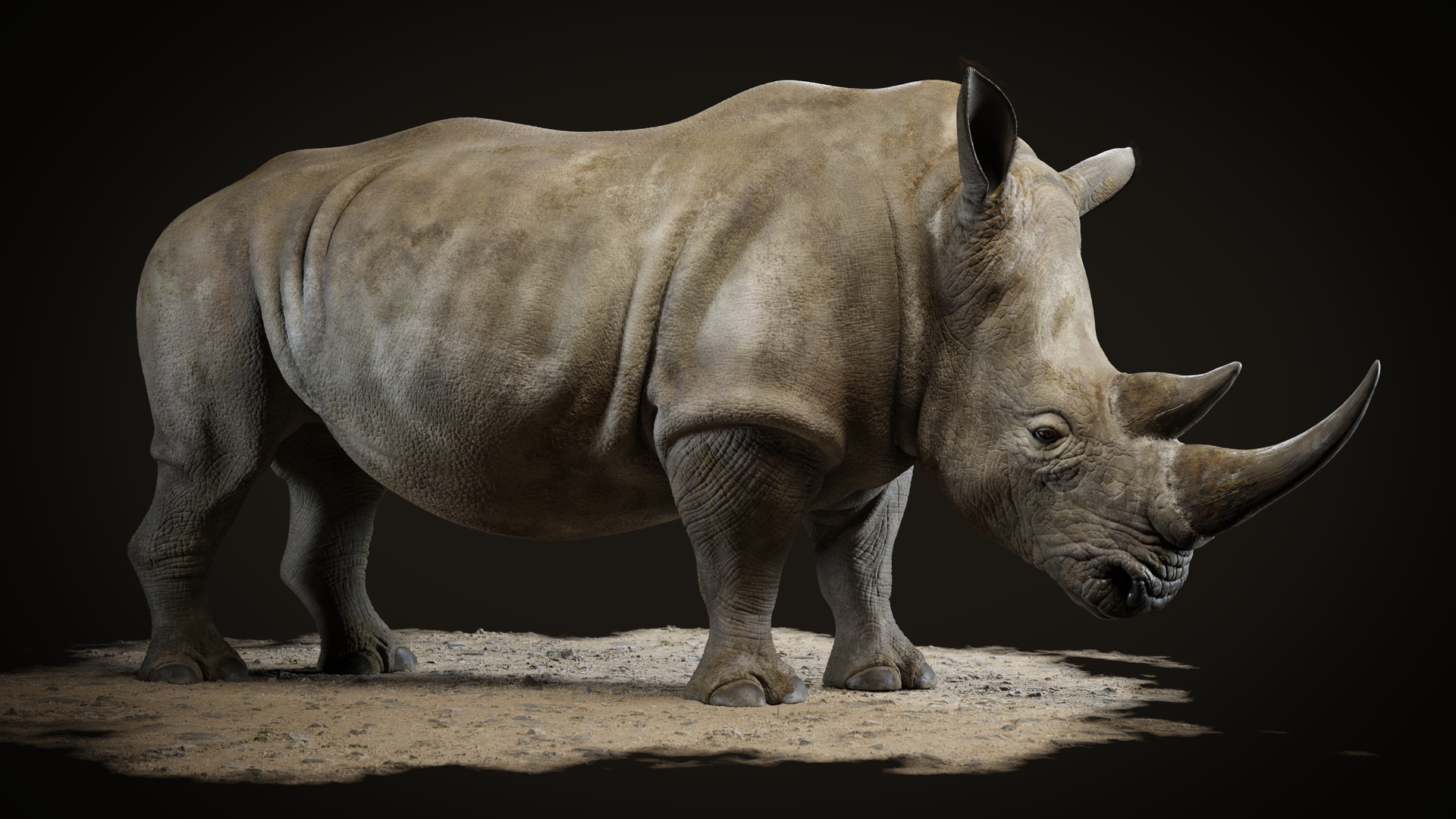 rhino_motiv_01_FullHD_0000.jpg