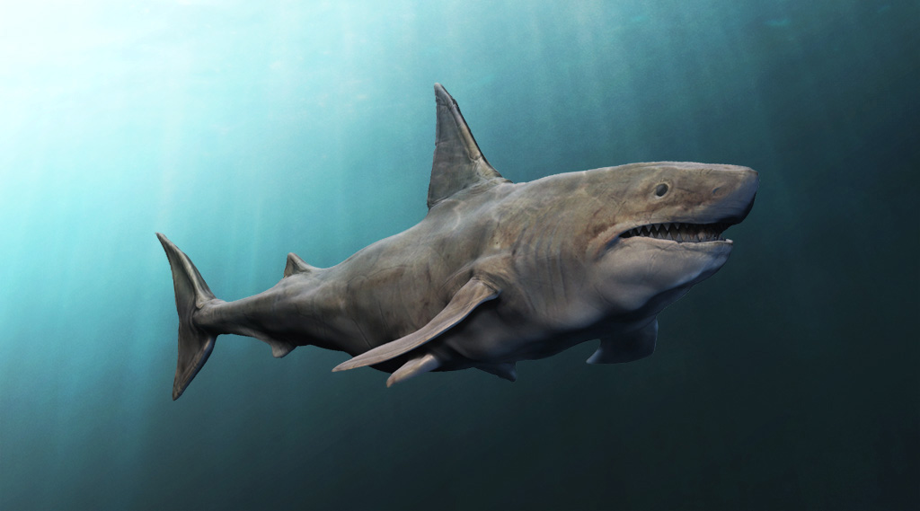 shark.jpg