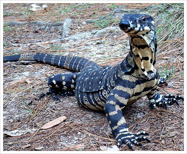 goanna2.jpg