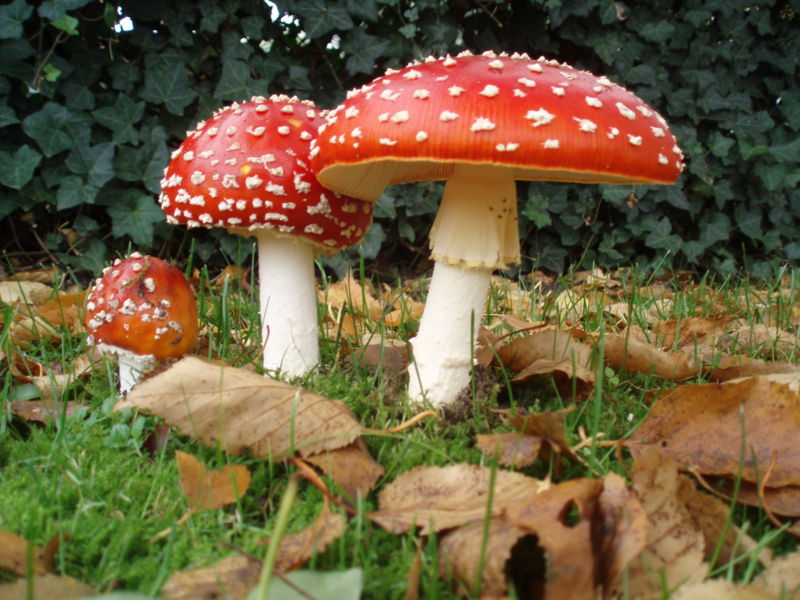 800px-Amanita_muscaria_3_vliegenzwammen_op_rij.jpg