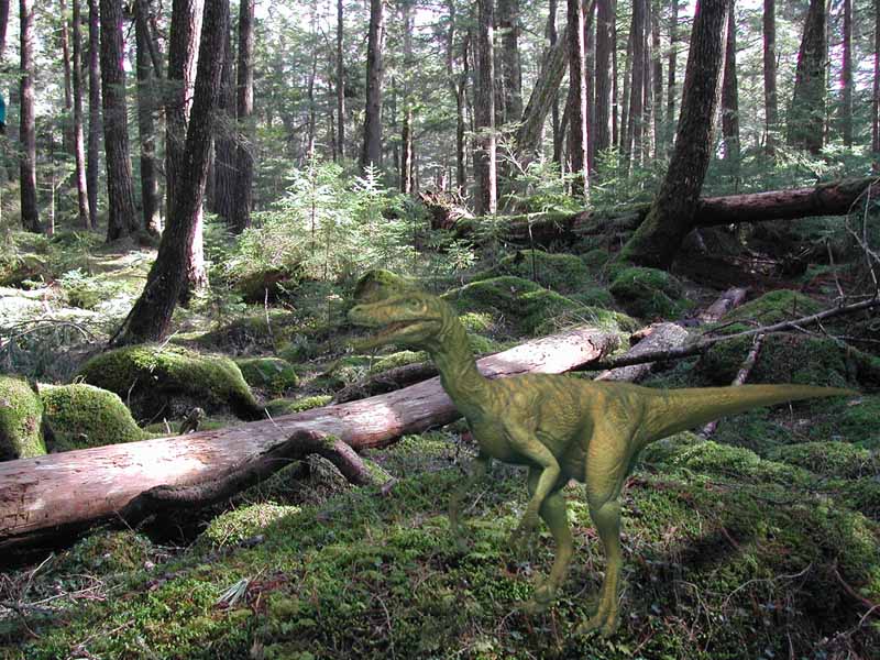 ForestFloors.jpg