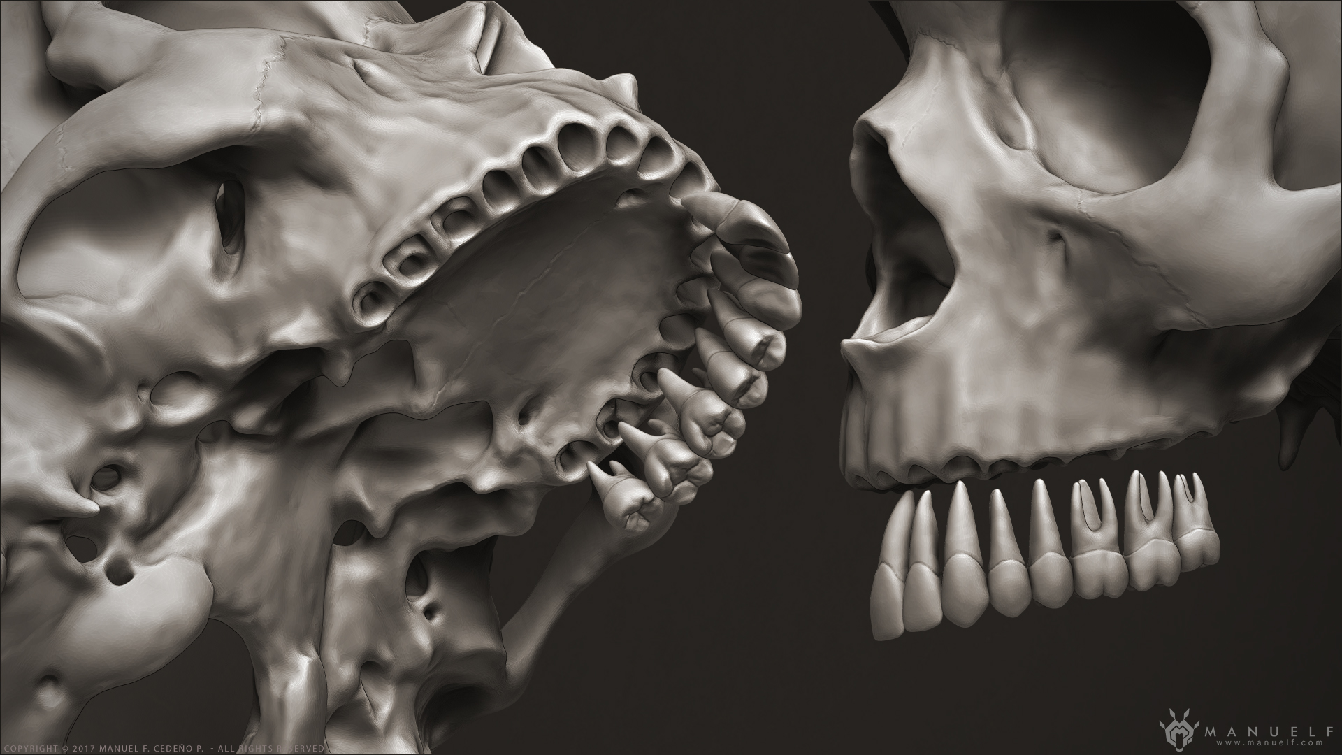 manuelf3d_Human_Skeleton_3D_MaxilarTeeth.jpg