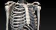 humerus_thumb.jpg