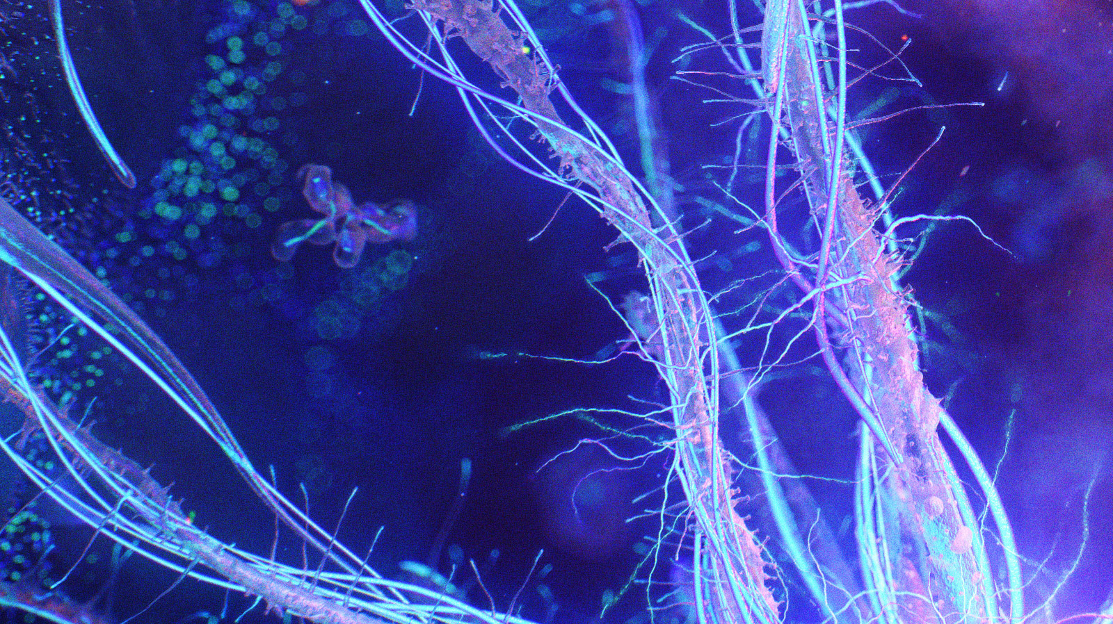 strain_cam_01_frag_5.jpg