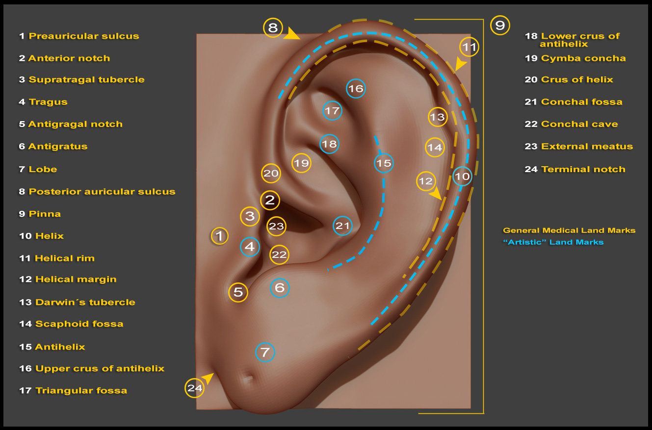 Structure-of-the-Ear_ZBC.jpg