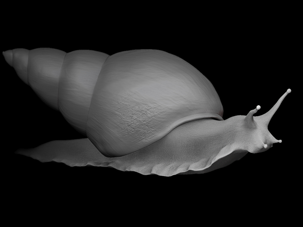 Snail_render1.jpg