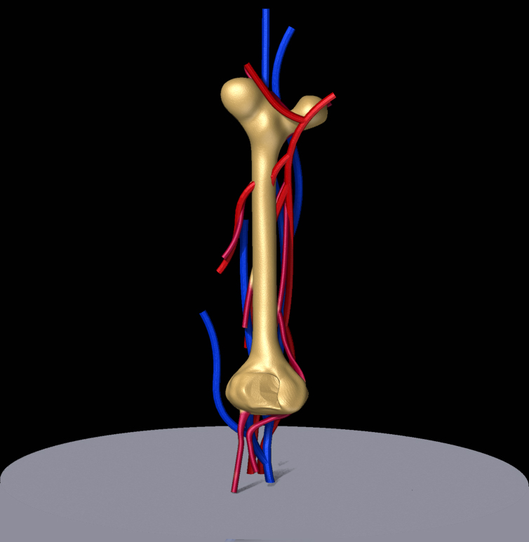 femur and vessels1.jpg
