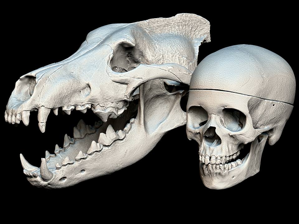 Dire wolf skull.jpg