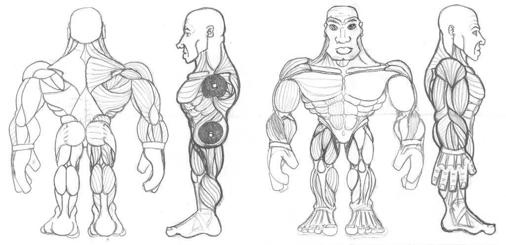 BroadMuscleStudy_01.jpg
