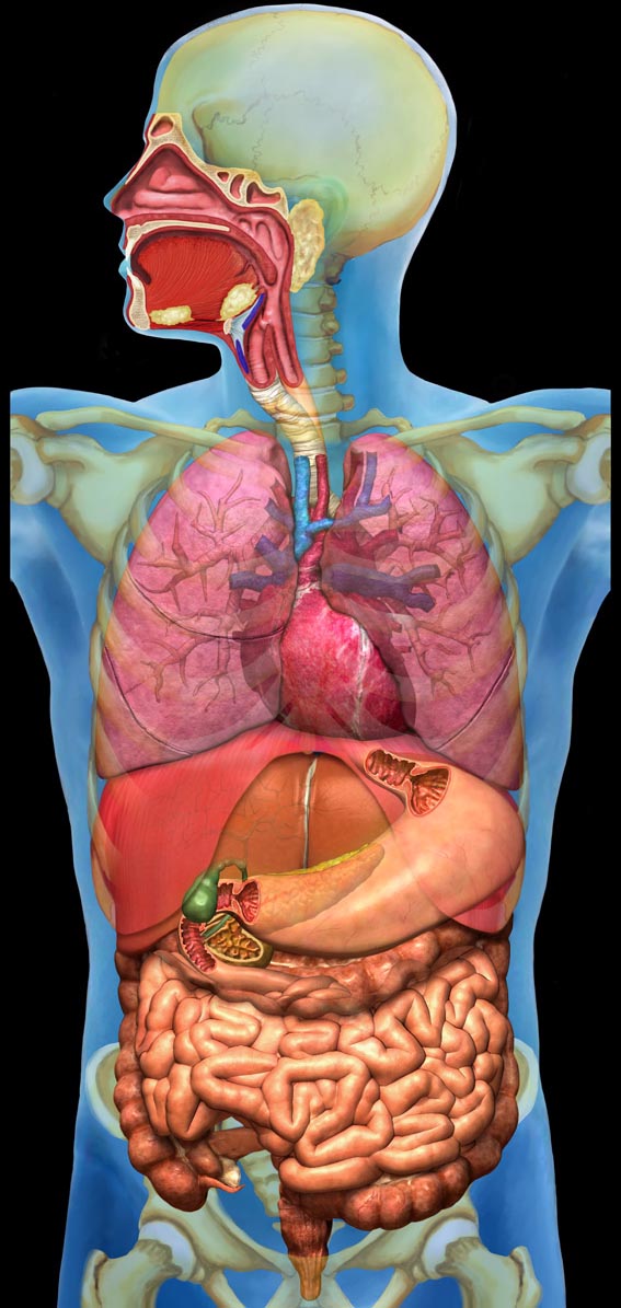 digestive.jpg