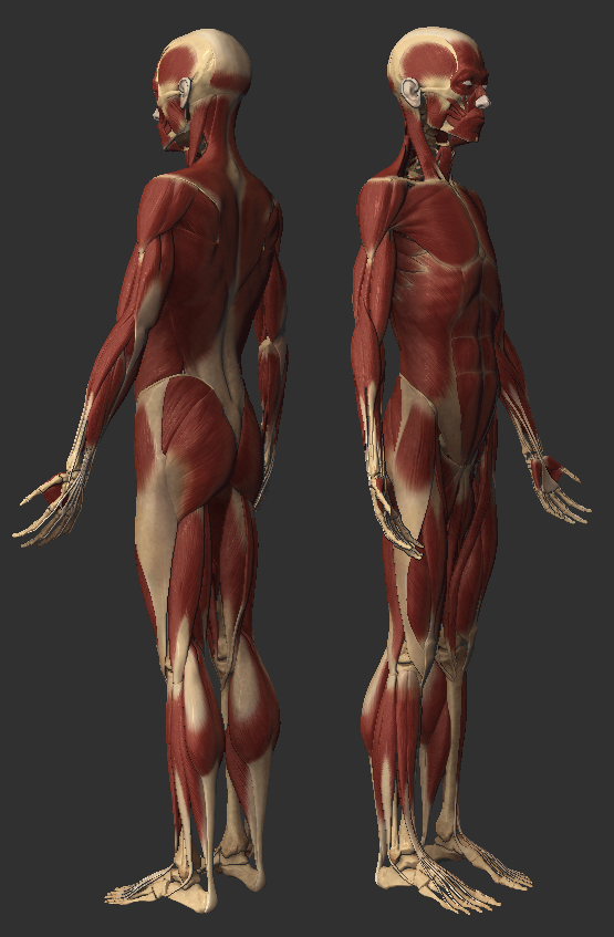 muscletexture wip.jpg