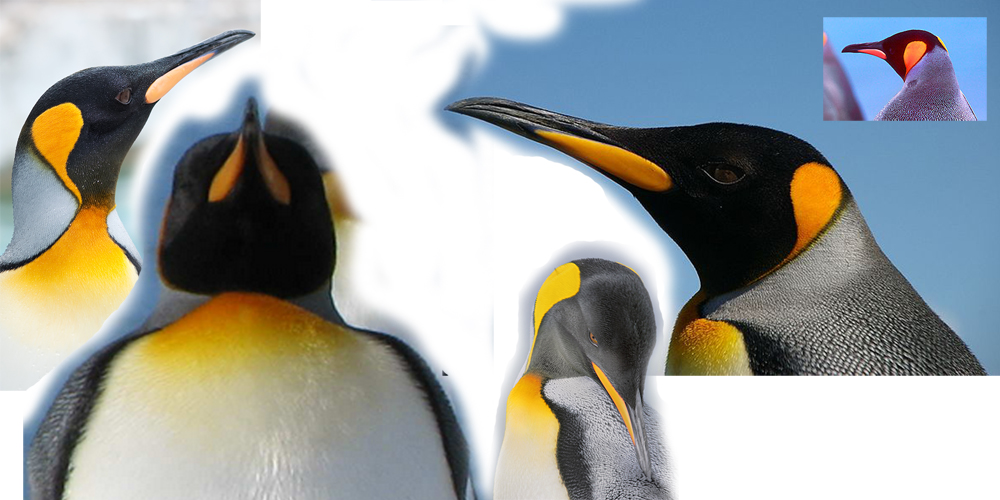 slaptPenguinshpeHD.jpg