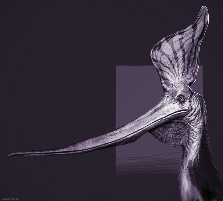 Pteranodon SternbergiStudyWeb.jpg