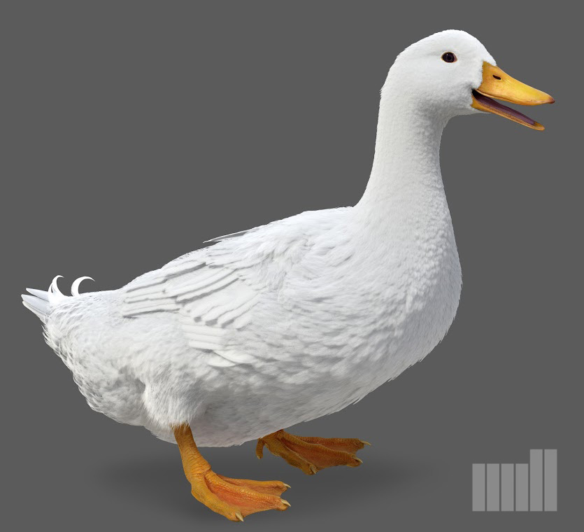 duck.jpg