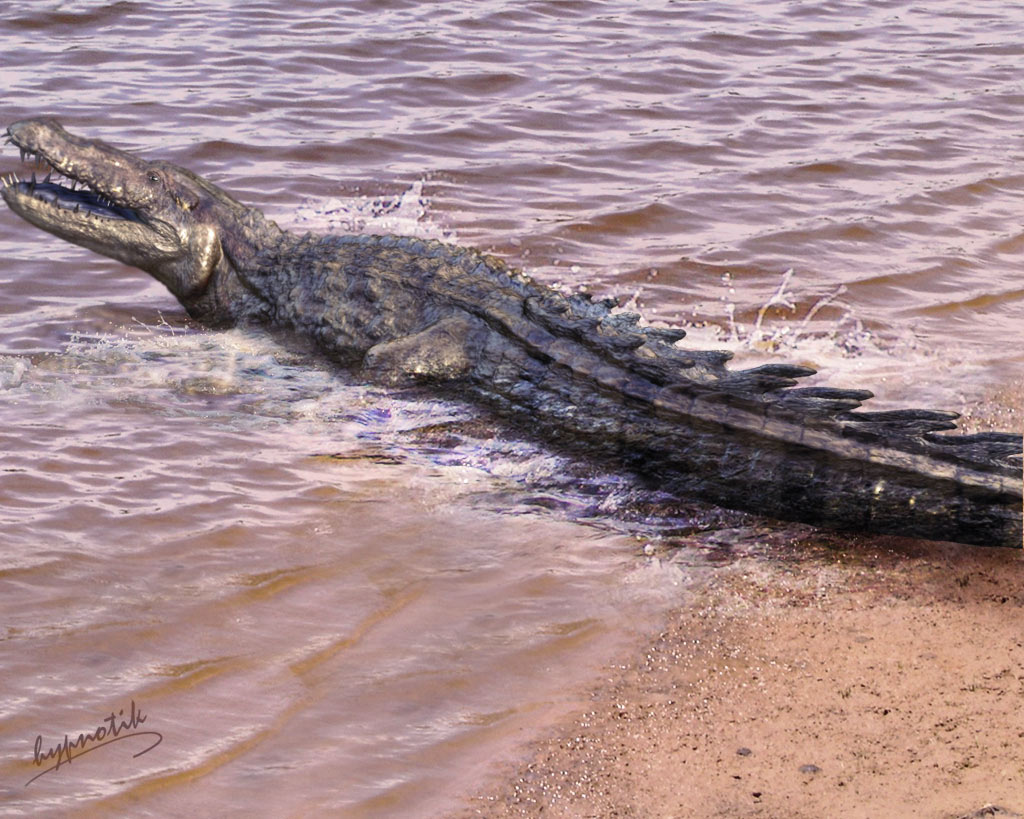 Alligator1.jpg