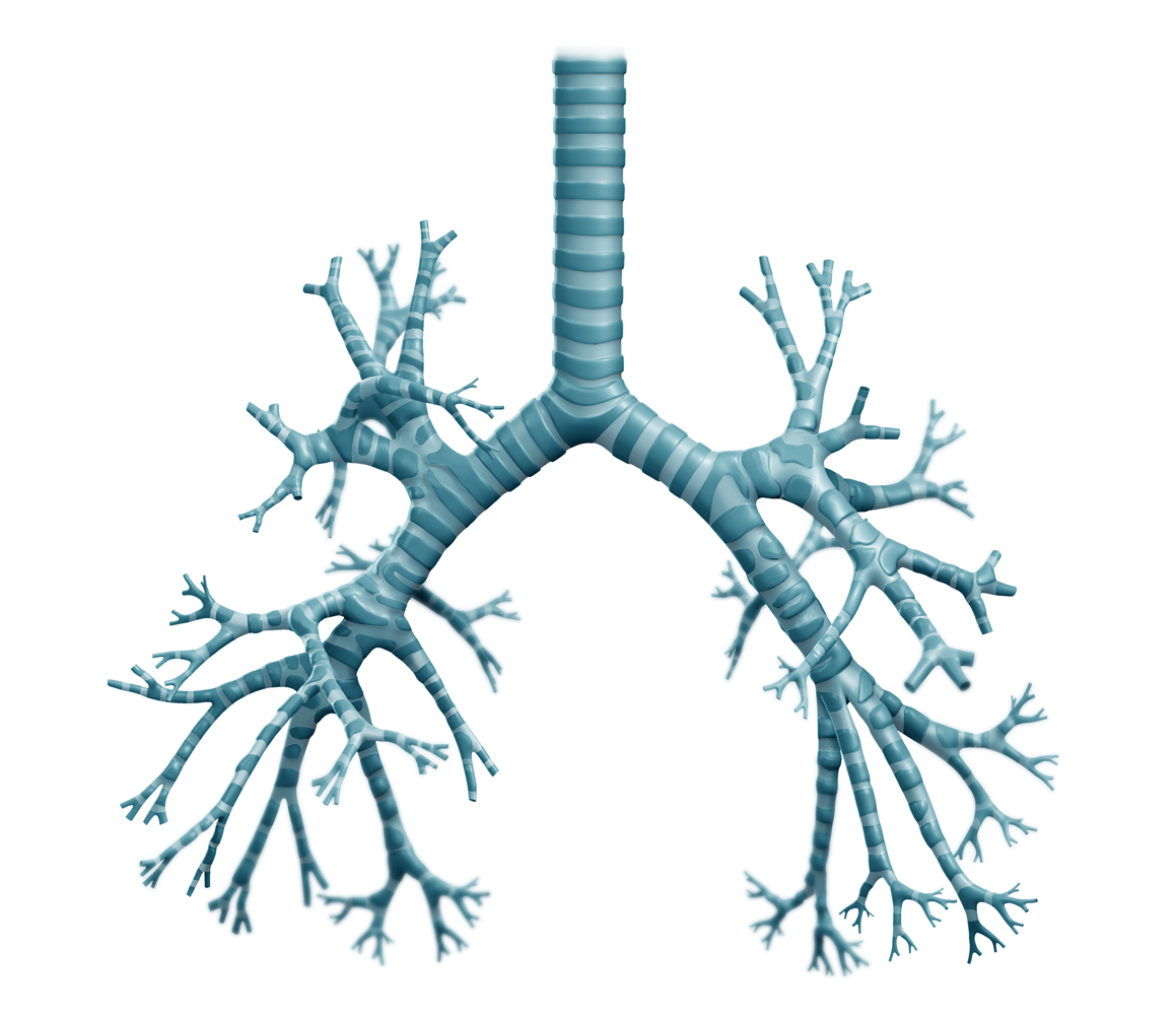 bronchial.jpg
