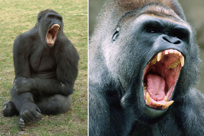 gorilla_scream.jpg