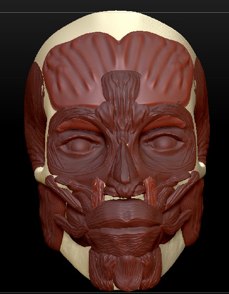 face_Muscles.jpg