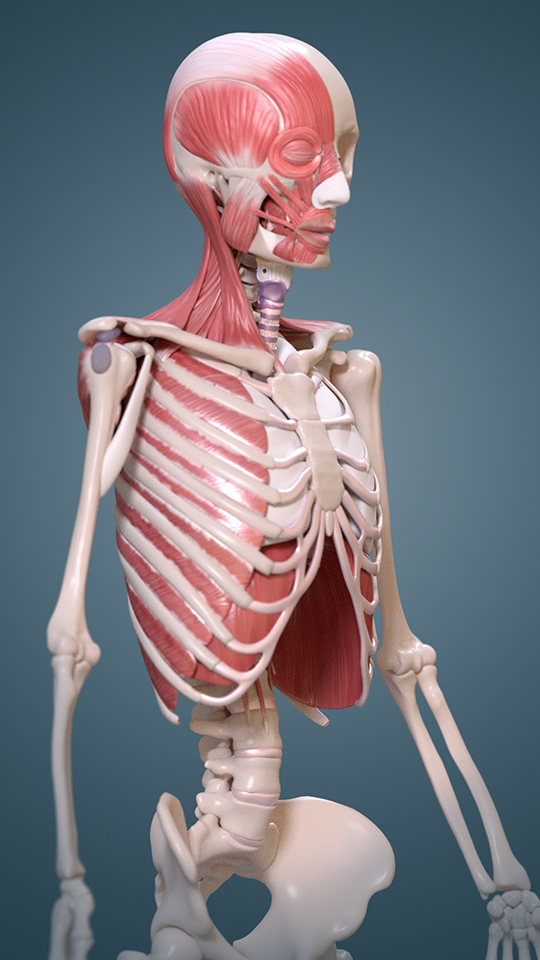 muscle anatomy.jpg