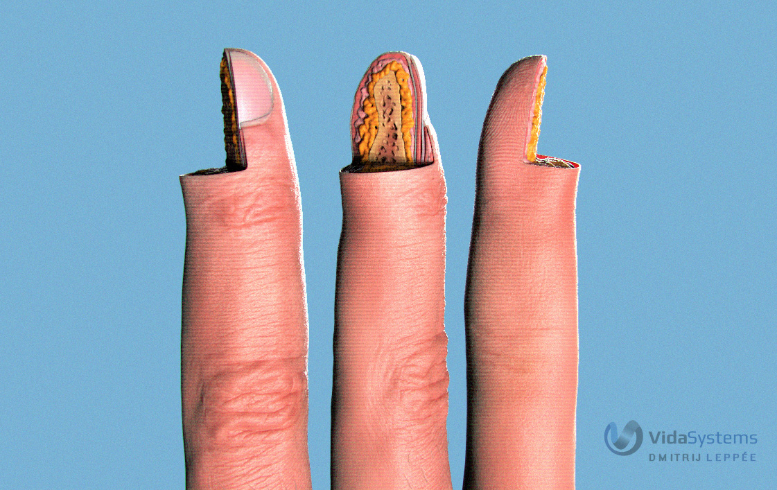 Vida_finger_section.jpg