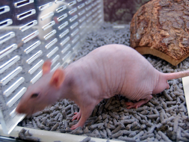 Carter'sHairlessRatPho34.jpg