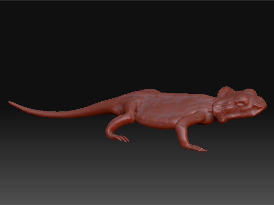 Lizard.jpg