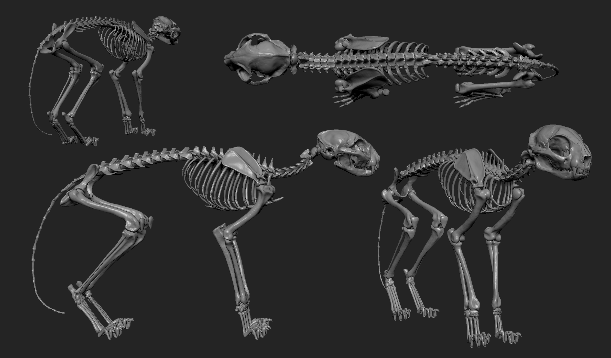 MarcusTrolldenier_SculptingAnatomy_week3_domestic_cat_01.jpg