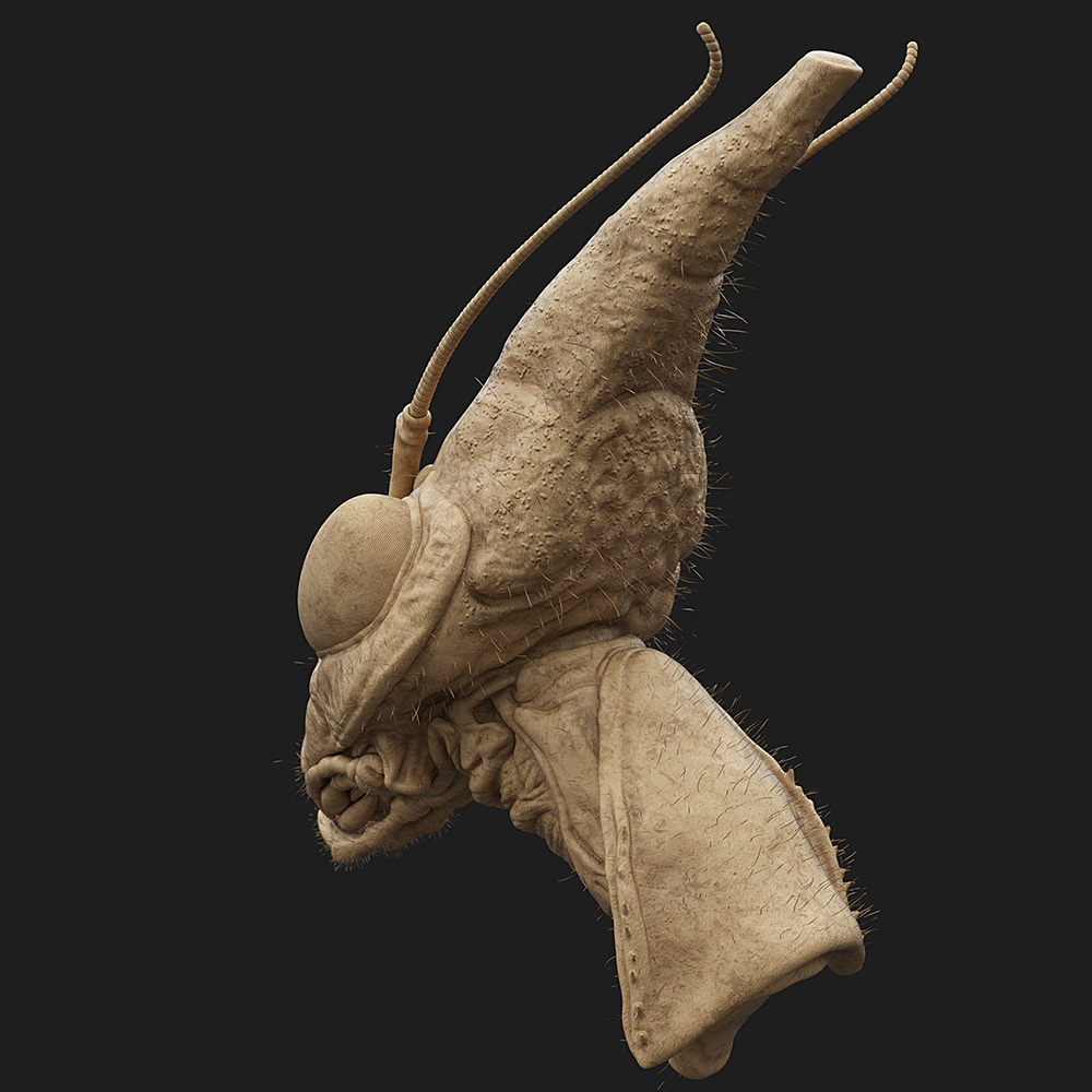 Idolomantis-Diabolica_Clay_04.jpg