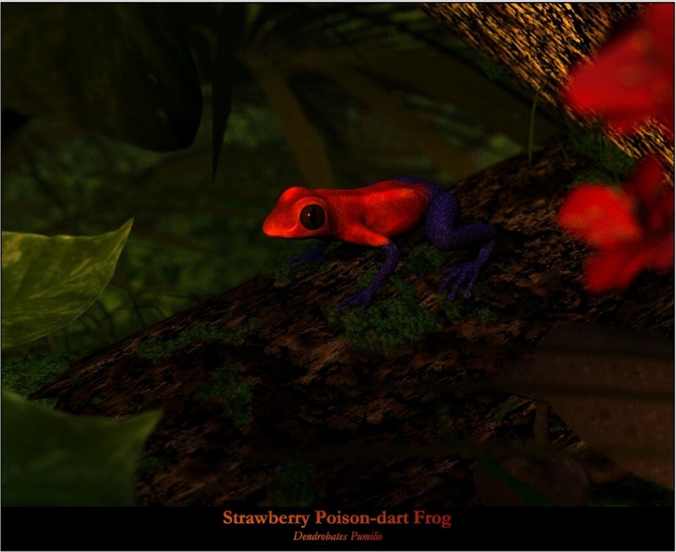 redfrog4.jpg