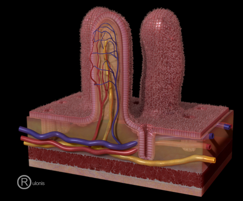 villi intestinal.jpg