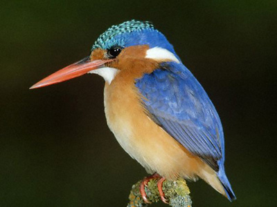 Bird pic.jpg