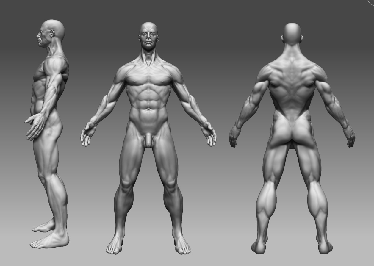 anatomy_study_WIP2.jpg