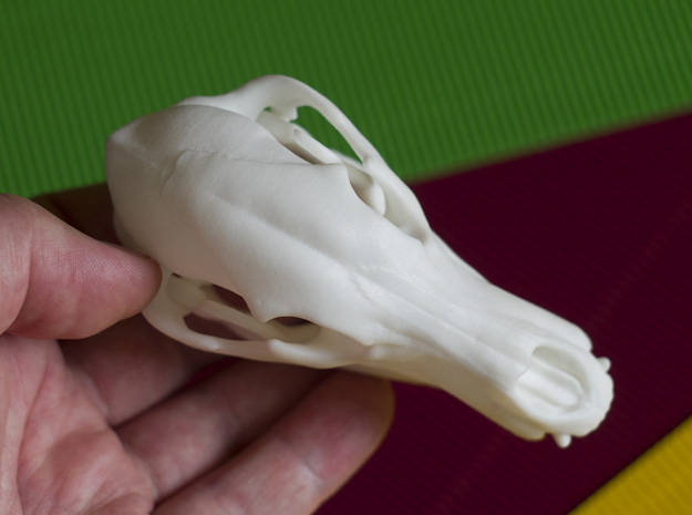 bear-skull-jointed-plastic-3d-print-04.jpg