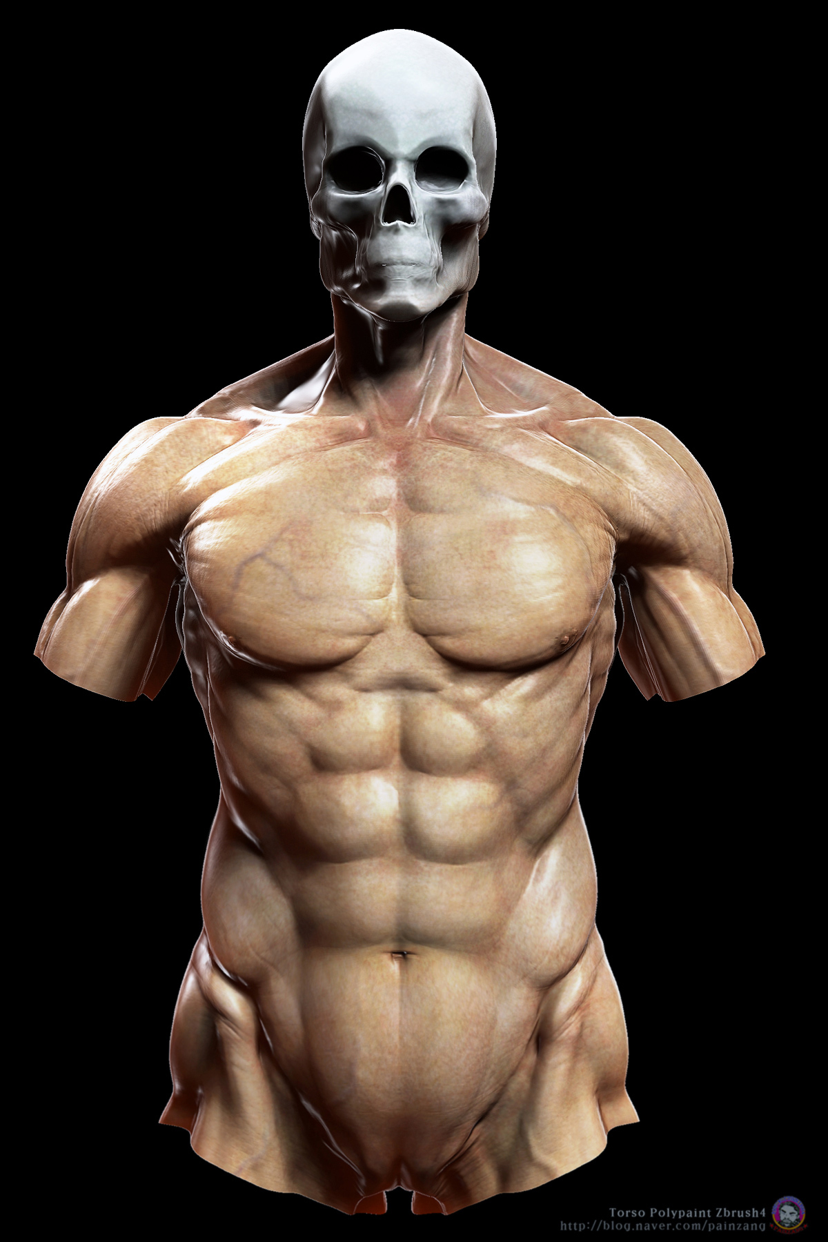 Torso_Polypaint_Front1.jpg