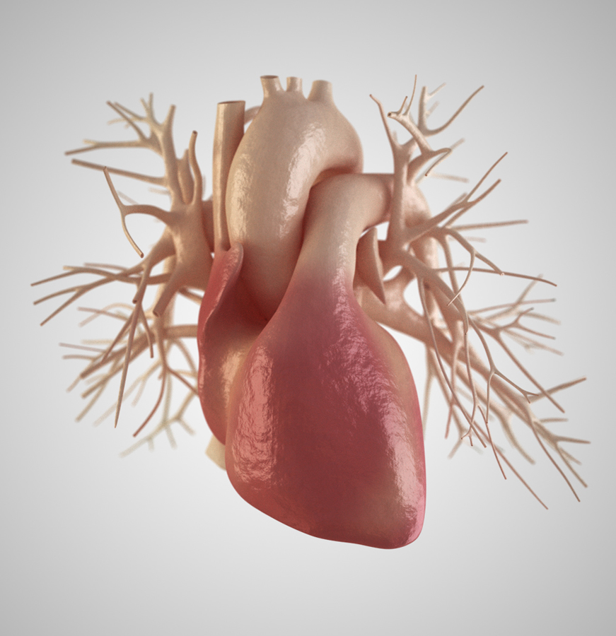 heart-anatomy2.jpg