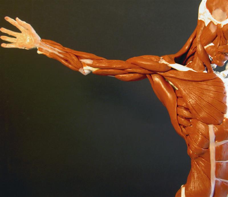 Cruz underarm8-72 (Medium).jpg