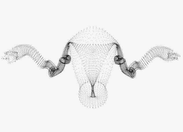 dotted uterus.jpg