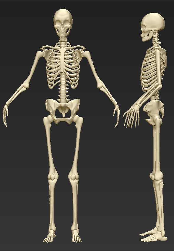 Ceryk_8head_Female_Skeleton.jpg