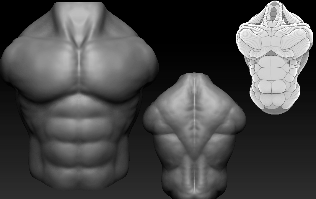torso.jpg