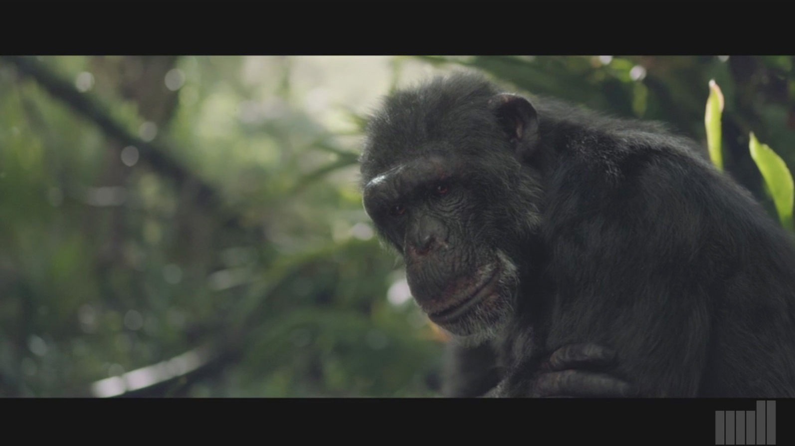 chimp2_2.jpg