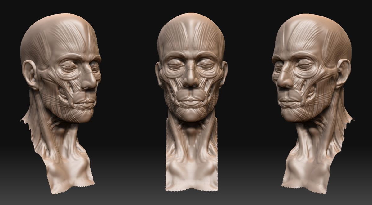 anatomy_24.jpg