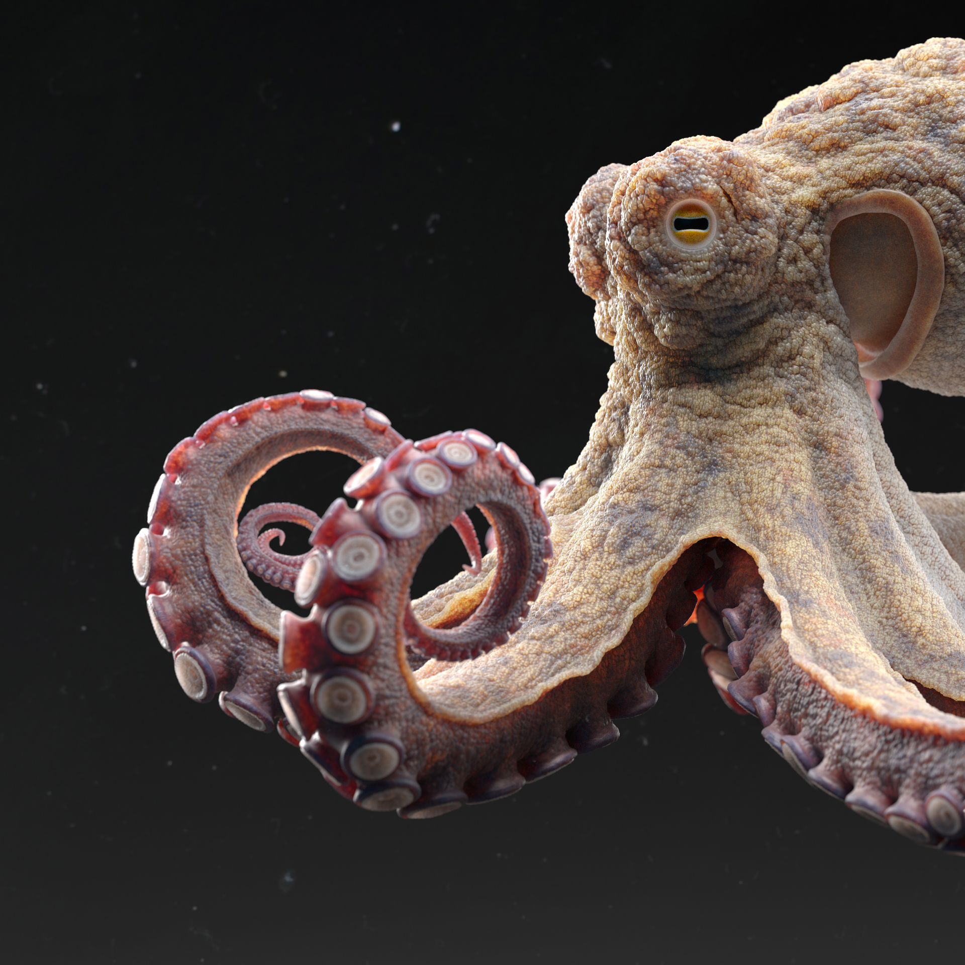 Octopus_lookDev_square01_v020_2K_0023