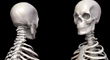 Skeletonbustthumb.jpg