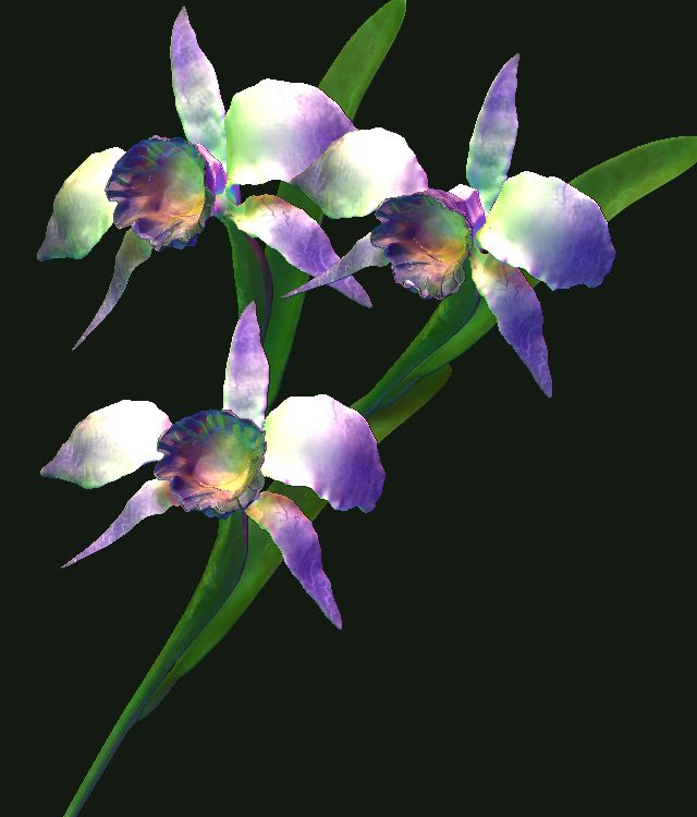 ORQUIDEA02.JPG