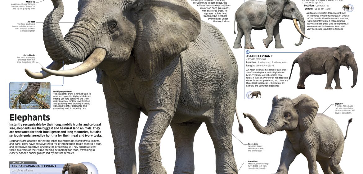 african_elephant_hd-1170x563.jpg
