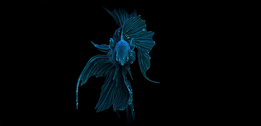 allan-johnson-bangera-fighterfish3.jpg