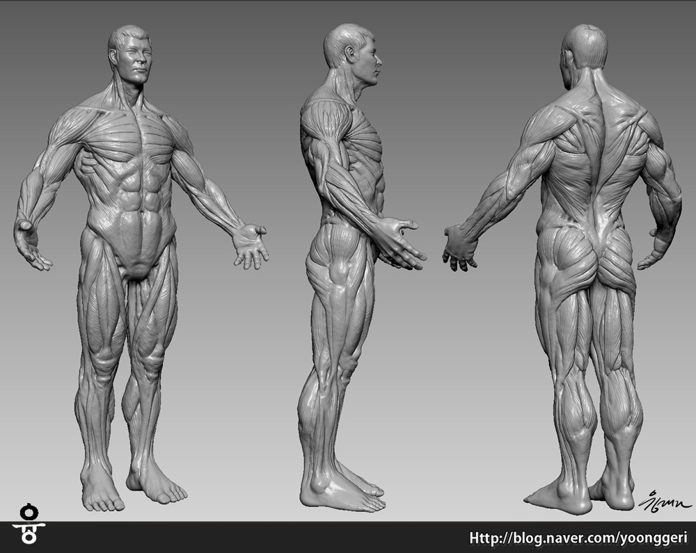 Male_Muscle_Zbrush.jpg