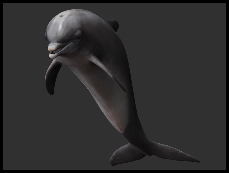 ley_dolphin03_color_cropped.jpg