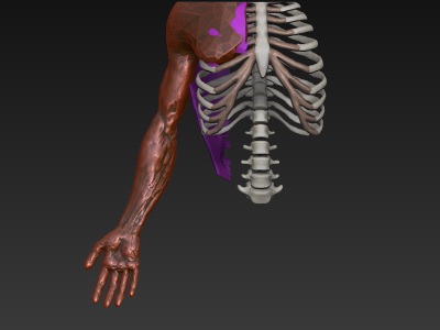 arm_ecorche.jpg