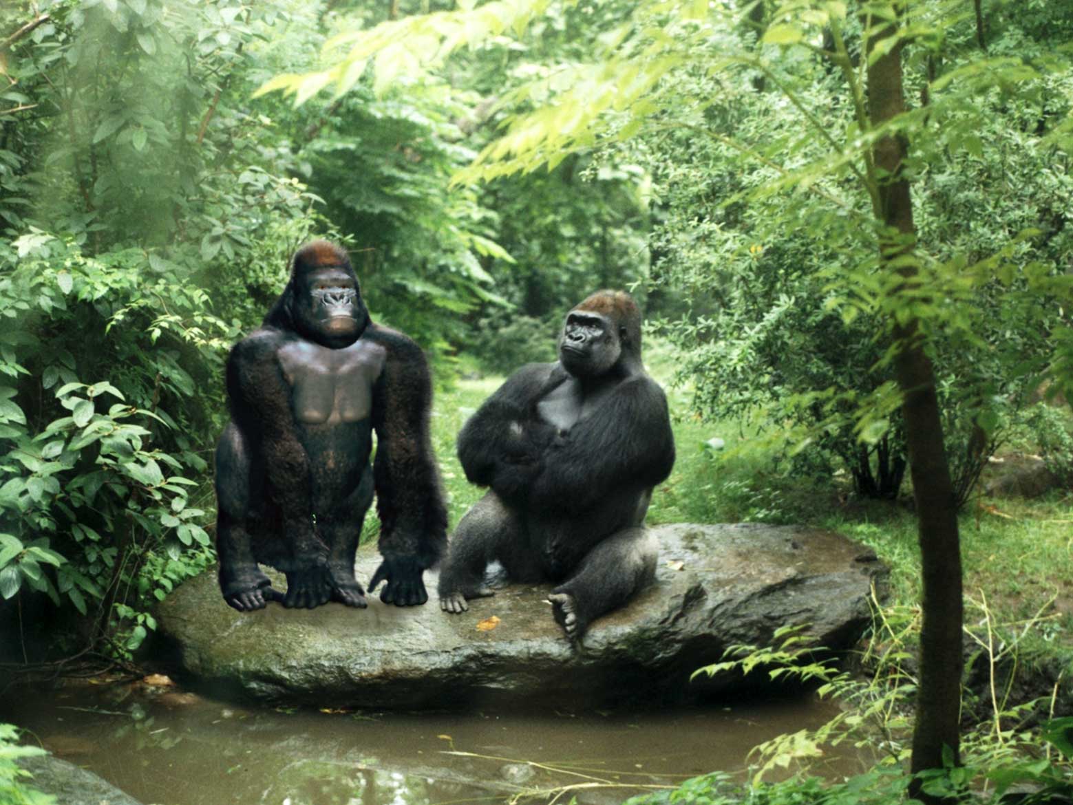 gorilla_family.jpg
